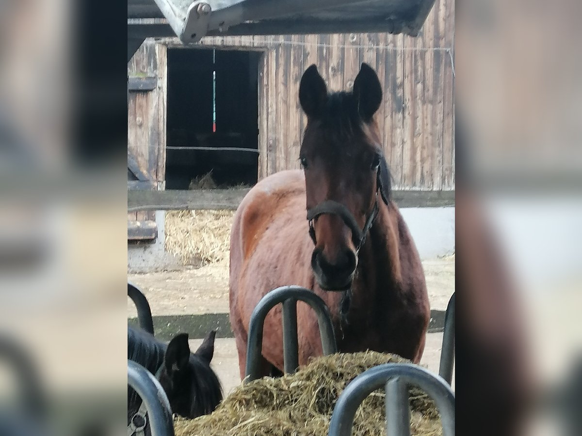 Trakehner Hengst 1 Jaar 172 cm Bruin in Harsefeld