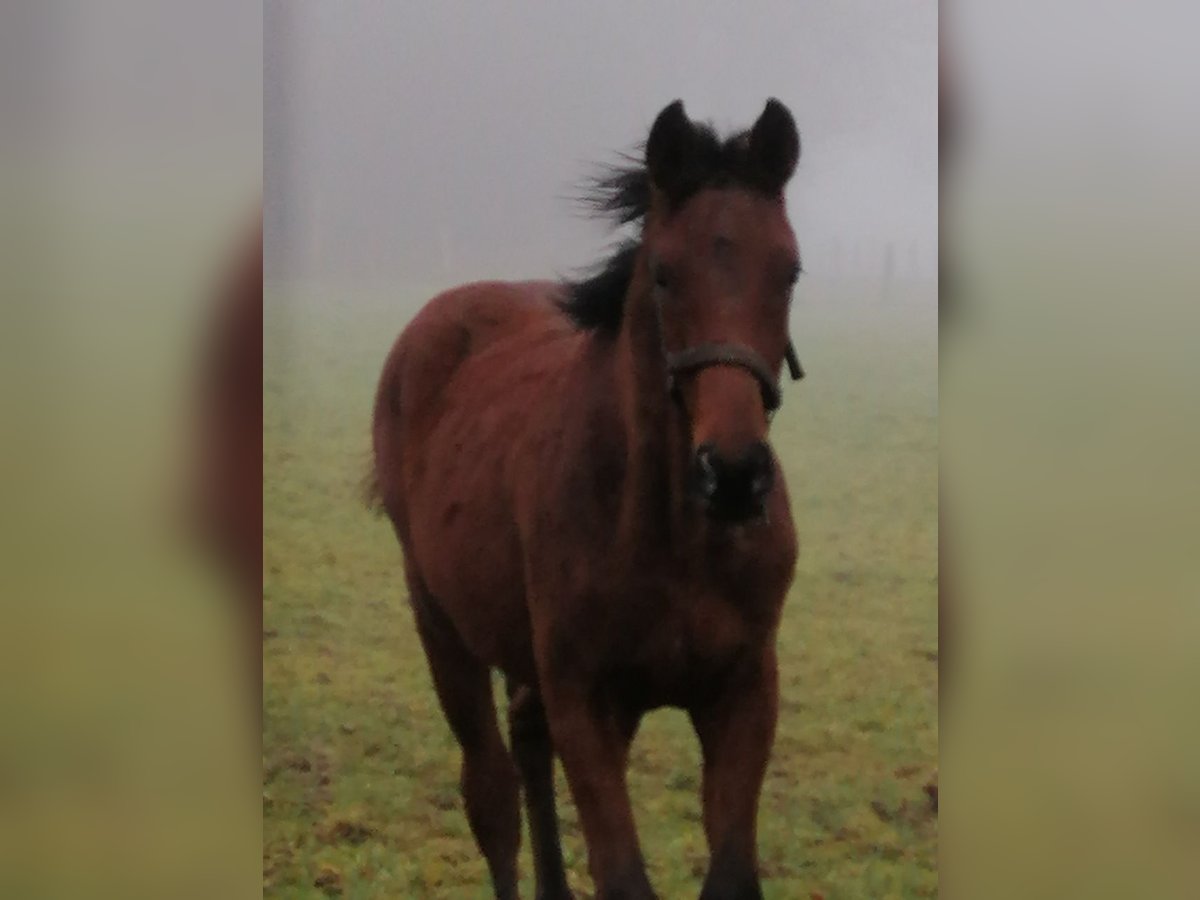 Trakehner Hengst 1 Jaar 172 cm Bruin in Harsefeld