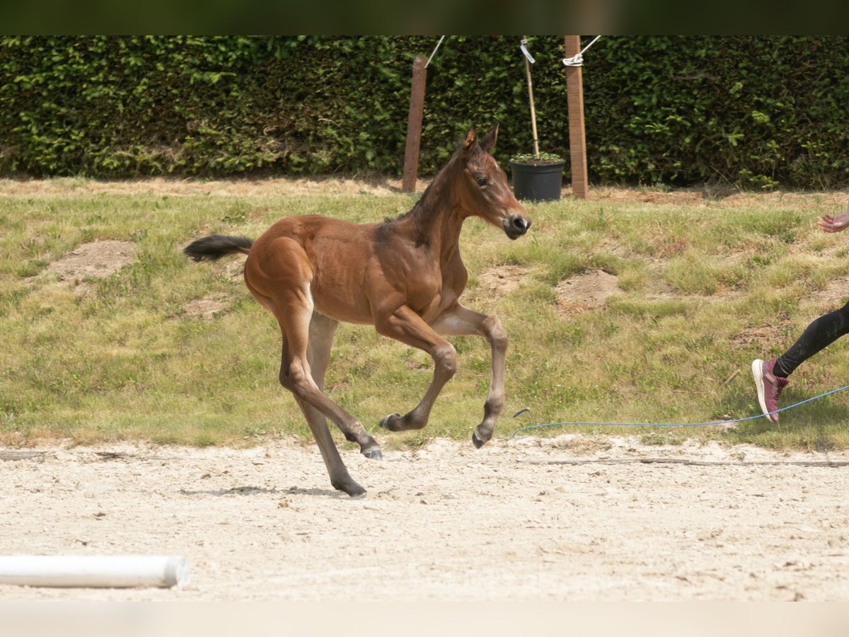 Trakehner Hengst 1 Jaar Bruin in Emmerthal