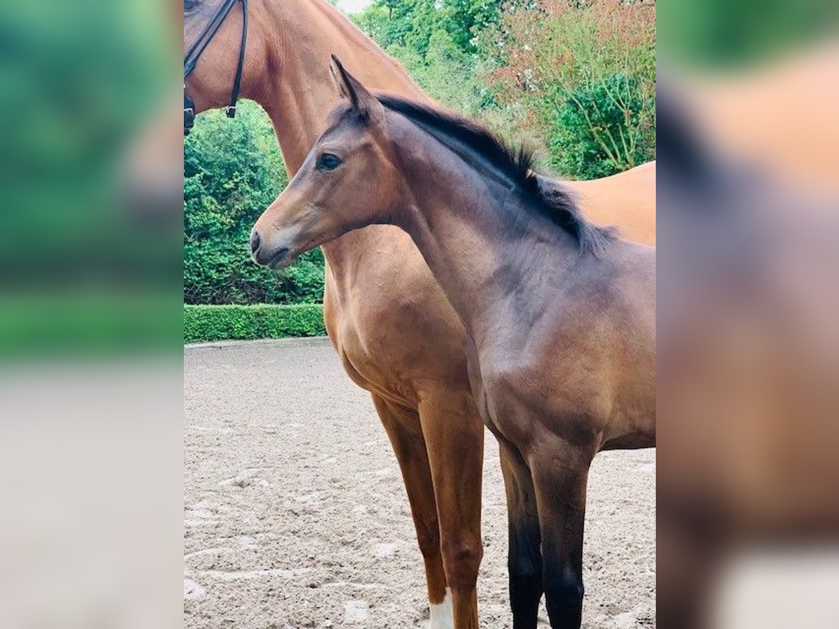 Trakehner Hengst 1 Jaar Bruin in Krefeld