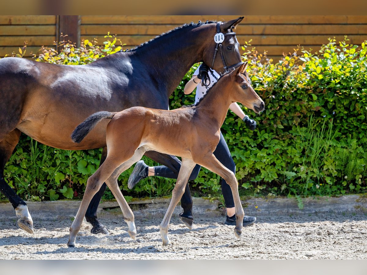 Trakehner Hengst 1 Jaar Bruin in Betzigau