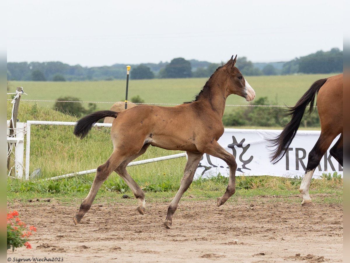 Trakehner Hengst 1 Jaar Bruin in Ueckermünde