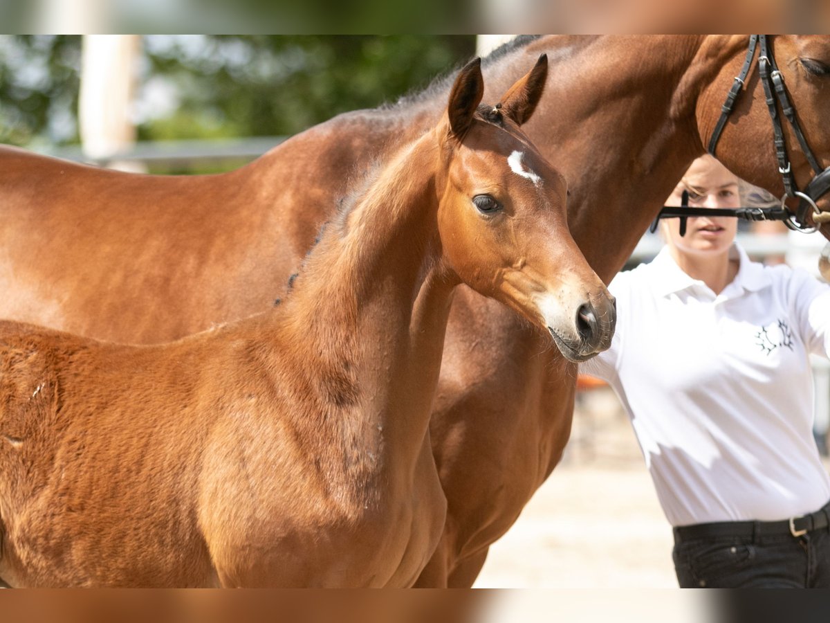 Trakehner Hengst 1 Jaar Bruin in Gotha