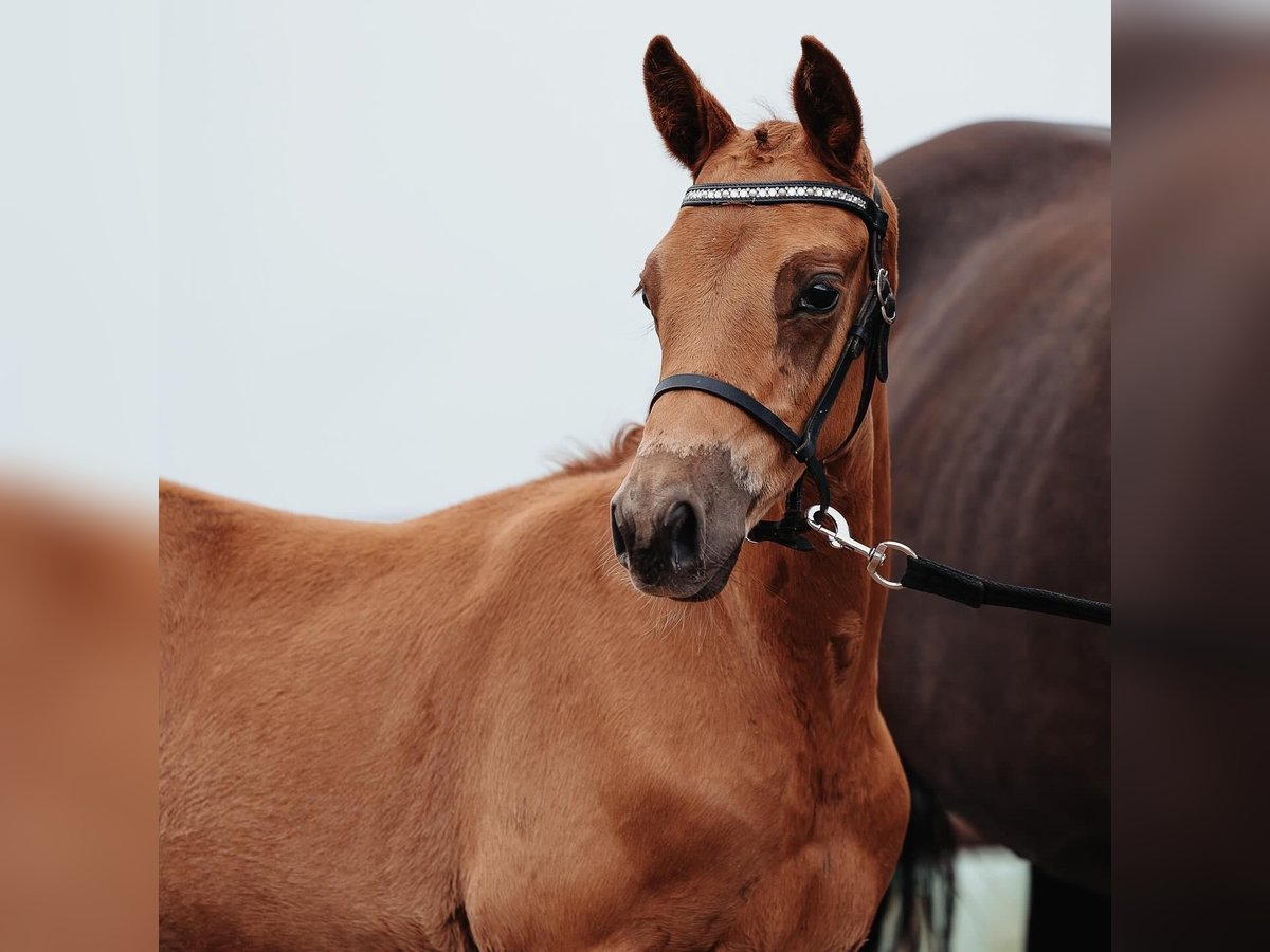 Trakehner Hengst 1 Jaar Donkere-vos in Tjele