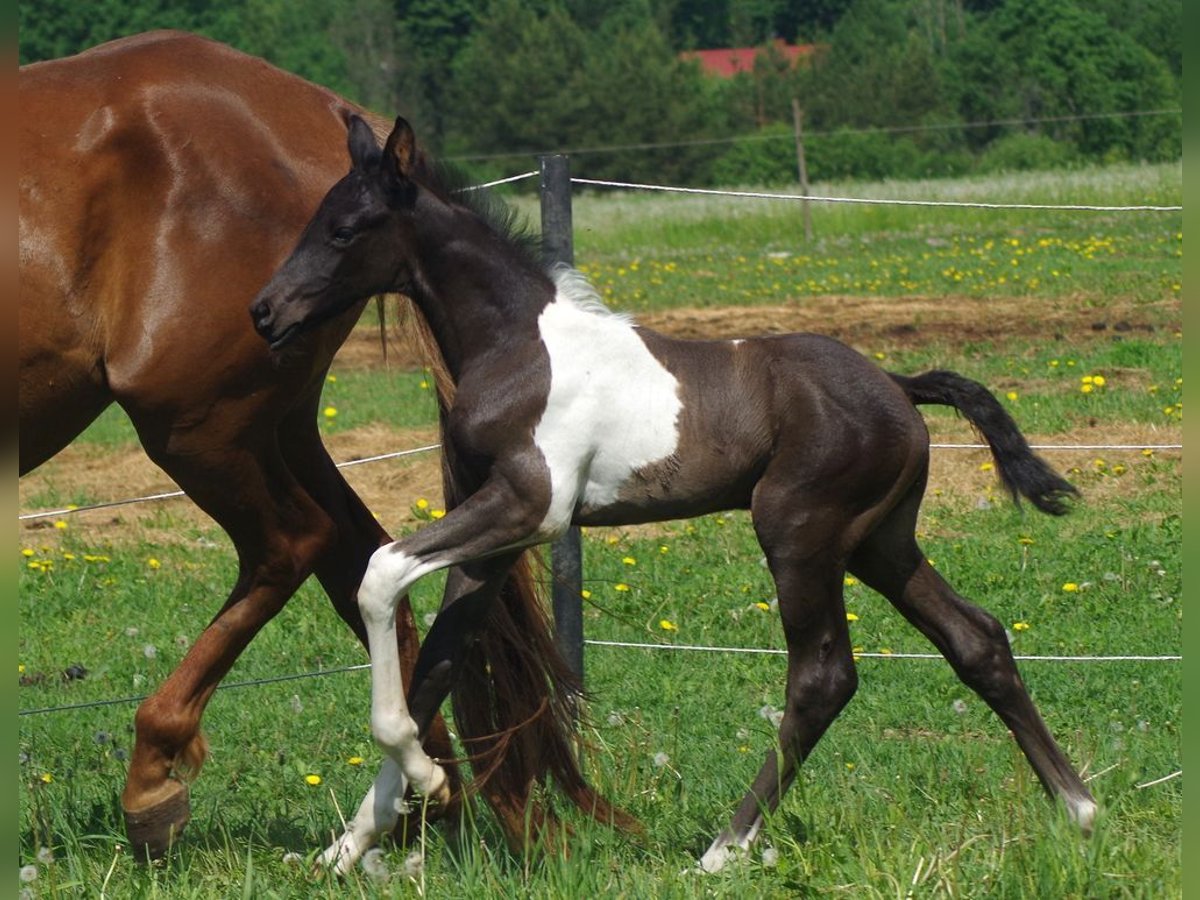 Trakehner Hengst 1 Jaar Gevlekt-paard in Ruila