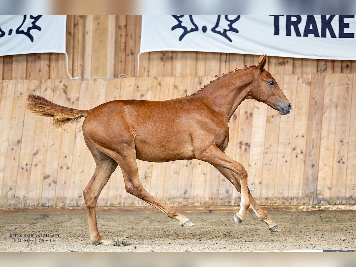 Trakehner Hengst 1 Jaar Vos in Langerwehe