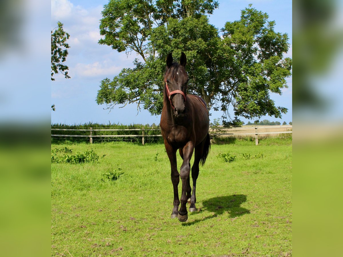 Trakehner Hengst 1 Jaar Zwartbruin in Hageb&#xF6;k