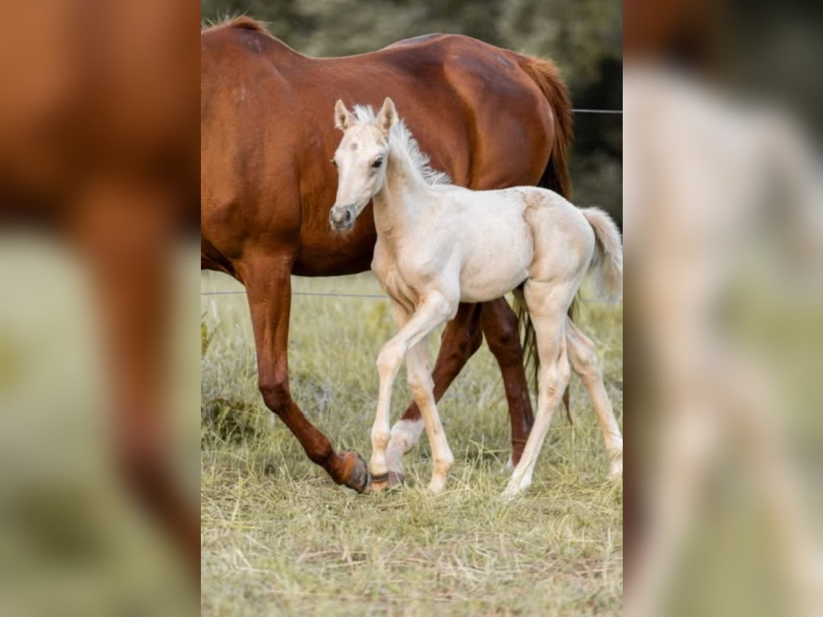 Trakehner Hengst 1 Jahr 156 cm Palomino in Wolfhagen