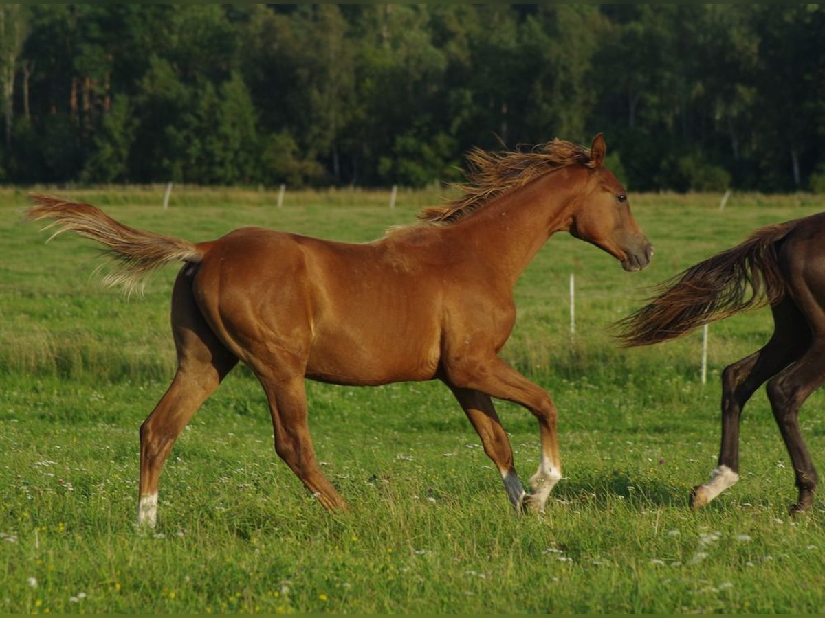 Trakehner Hengst 1 Jahr 163 cm Fuchs in Ruila