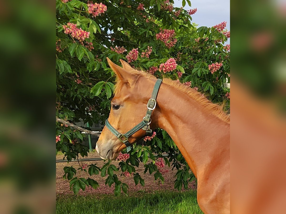 Trakehner Hengst 1 Jahr 168 cm Fuchs in Reisenberg