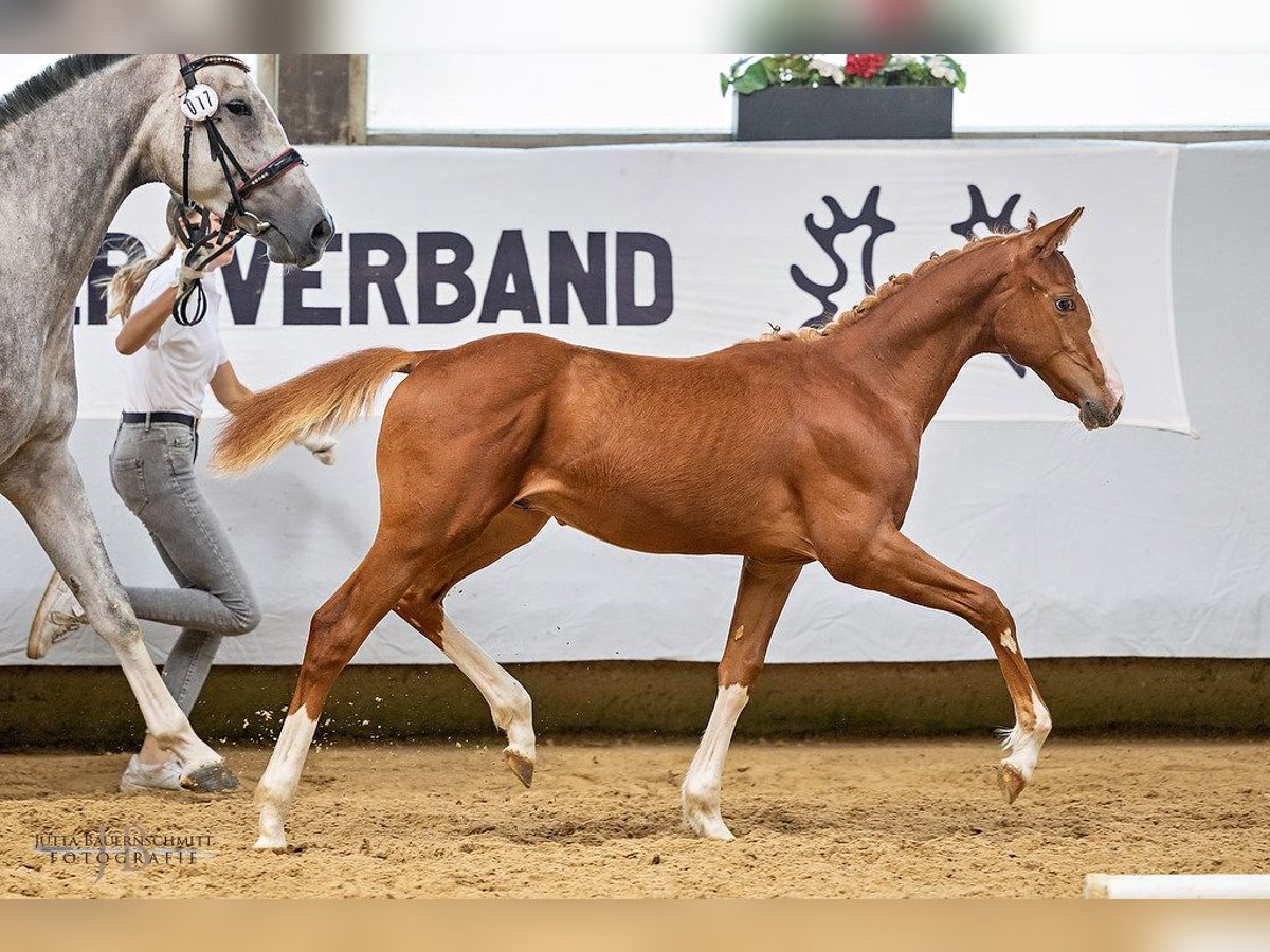 Trakehner Hengst 1 Jahr 168 cm Fuchs in Abtsgmünd