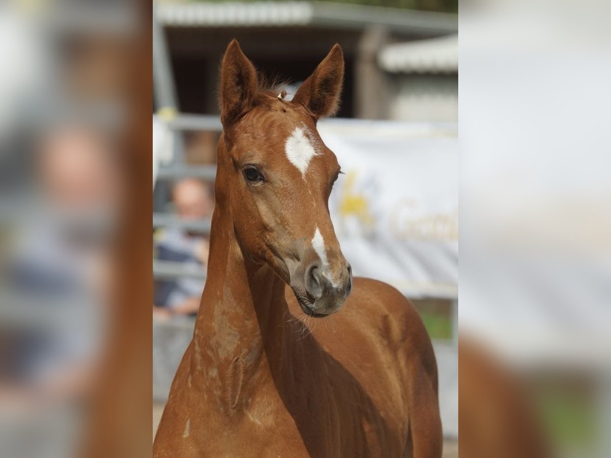 Trakehner Hengst 1 Jahr 168 cm Fuchs in Günzburg