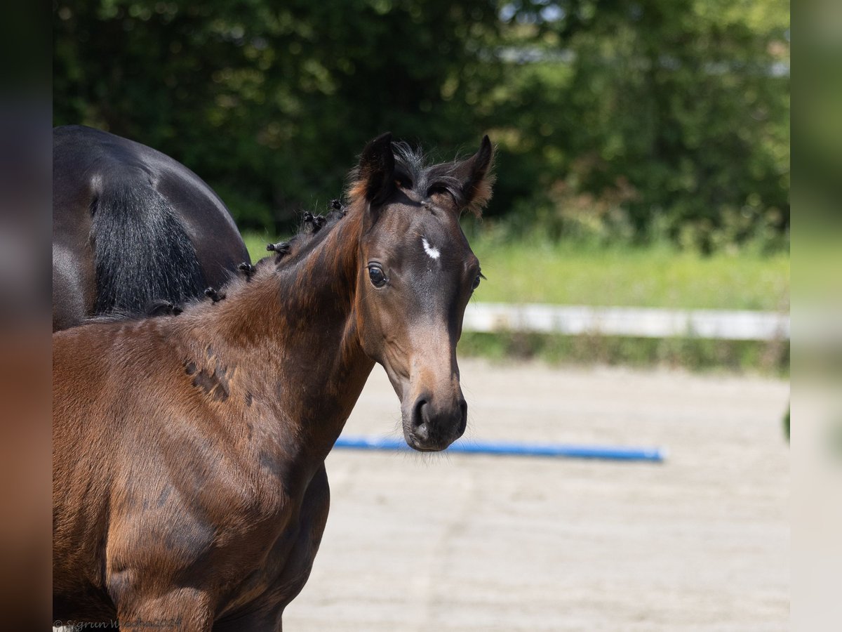 Trakehner Hengst 1 Jahr 170 cm Brauner in Scharbeutz