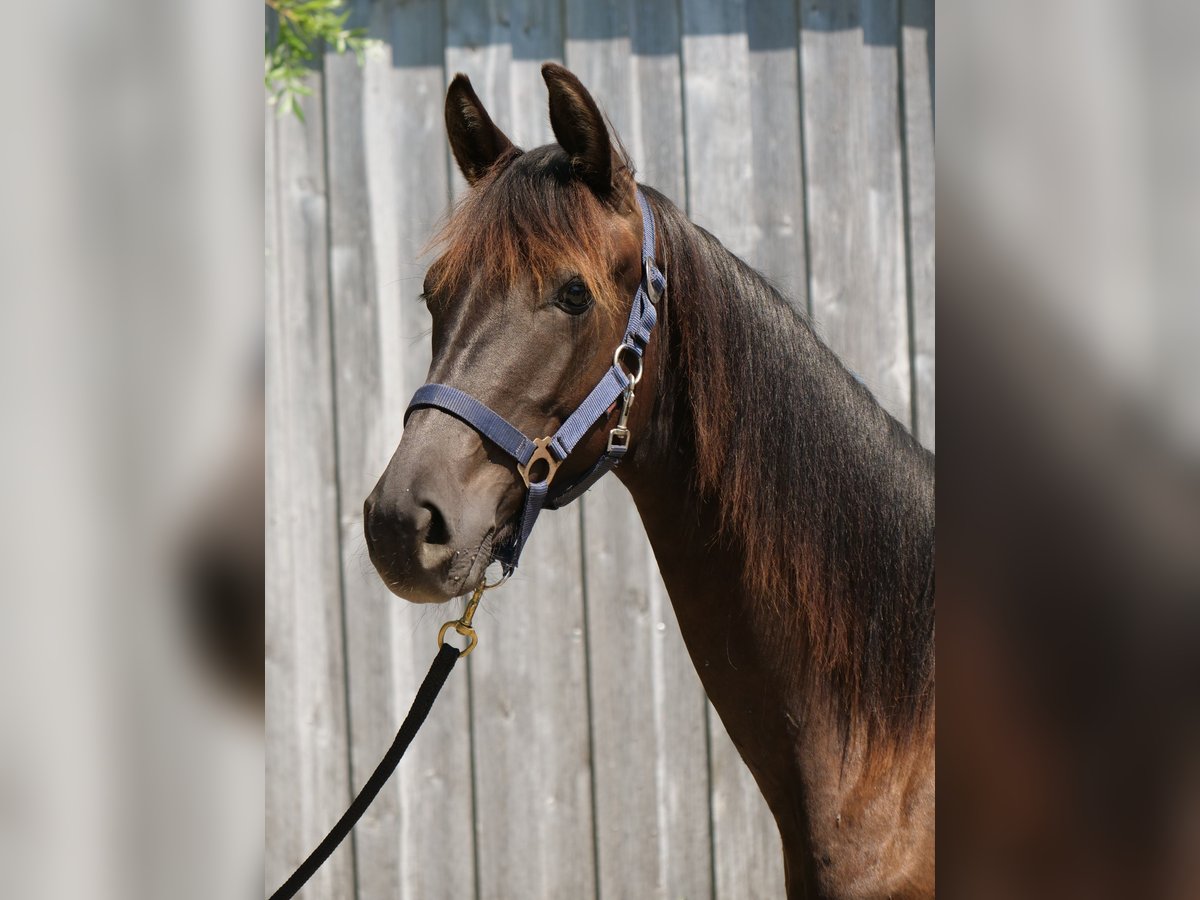 Trakehner Hengst 1 Jahr 170 cm Rappe in Günzburg