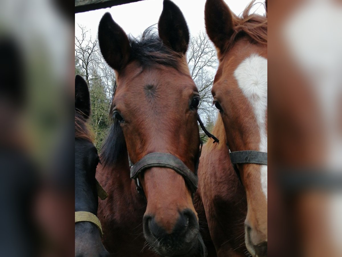 Trakehner Hengst 1 Jahr 172 cm Brauner in Harsefeld