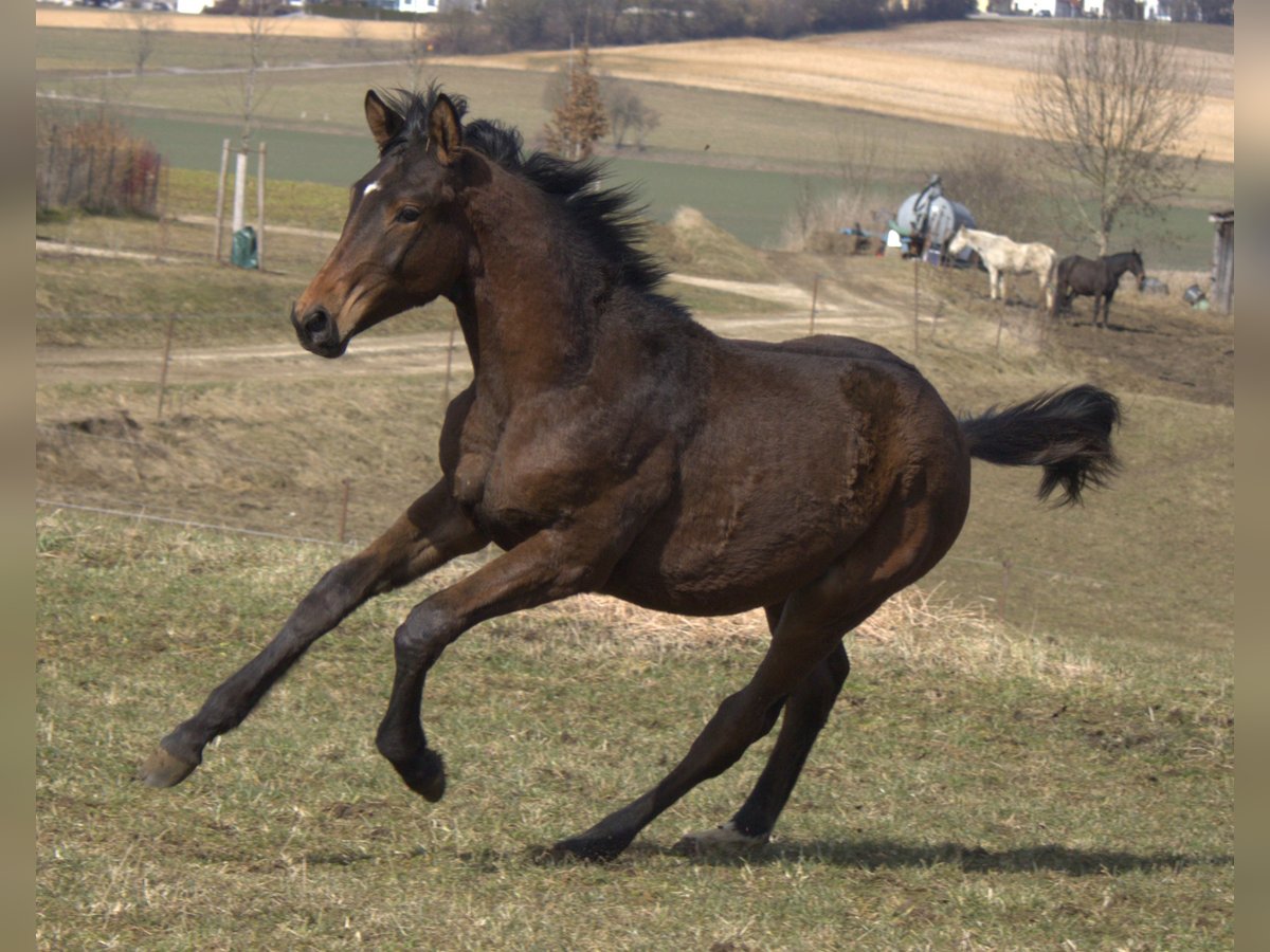 Trakehner Hengst 1 Jahr 175 cm in Adelsried