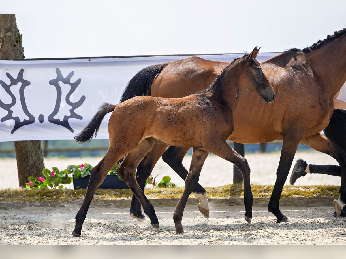 Trakehner Hengst 1 Jahr Brauner in Böbingen