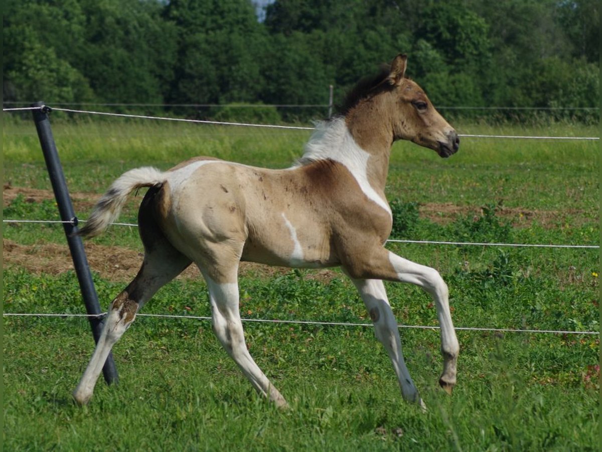 Trakehner Hengst 1 Jahr Falbe in Ruila