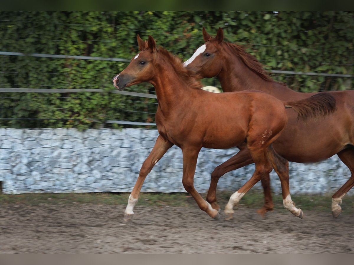 Trakehner Hengst 1 Jahr Fuchs in Reisenberg