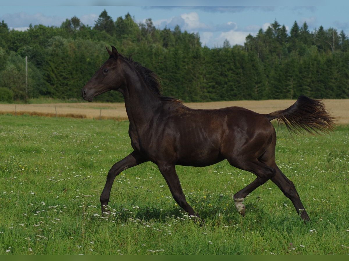 Trakehner Hengst 1 Jahr Rappe in Ruil