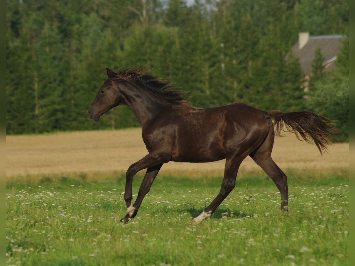 Trakehner Hengst 1 Jahr Rappe in Ruila