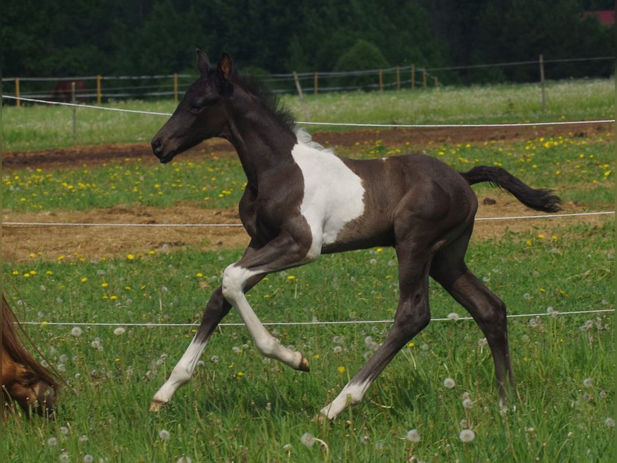 Trakehner Hengst 1 Jahr Schecke in Ruila