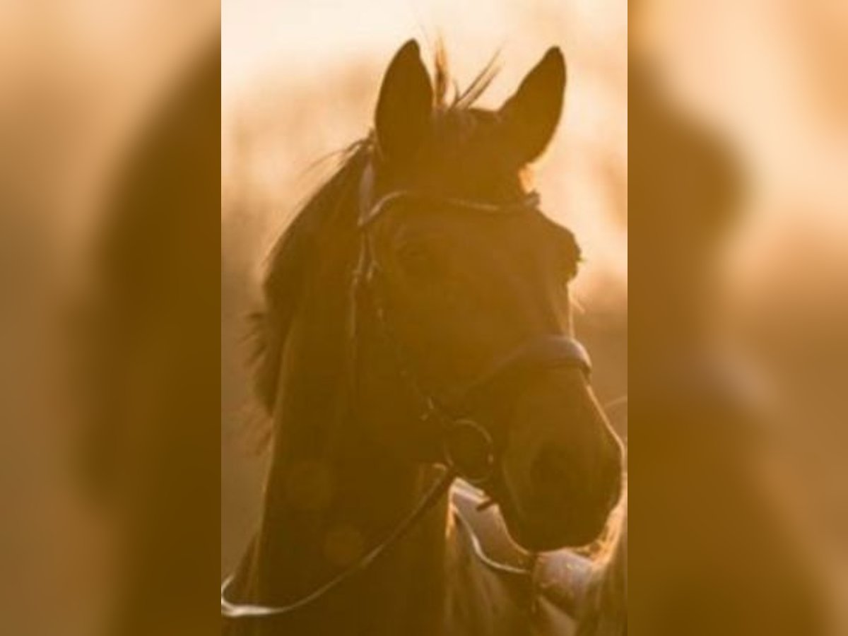 Trakehner Hengst 22 Jahre 163 cm Brauner in Wangen im Allgäu Trakehner Hengst 22 Jahre 163 cm Brauner in Wangen im Allgäu