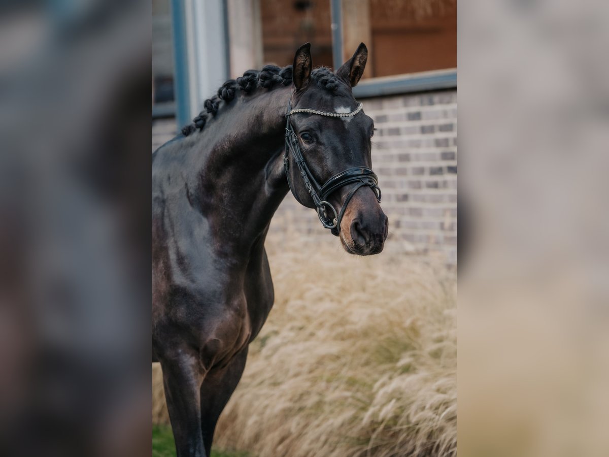 Trakehner Hengst 2 Jaar 166 cm Donkerbruin in Dreieich