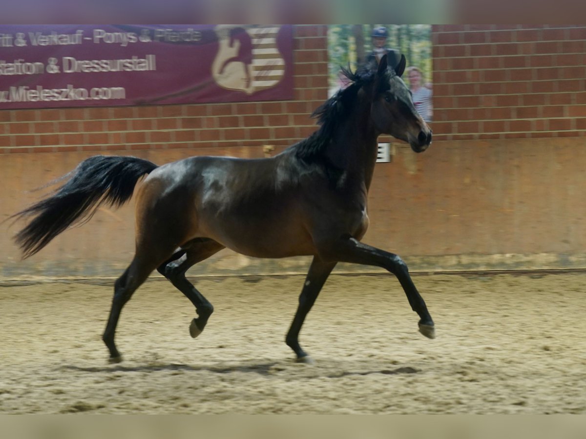 Trakehner Hengst 2 Jaar 167 cm Donkerbruin in Paderborn