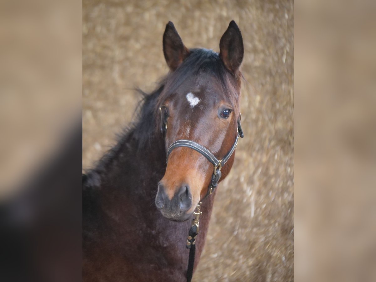 Trakehner Hengst 2 Jaar 168 cm Bruin in Günzburg