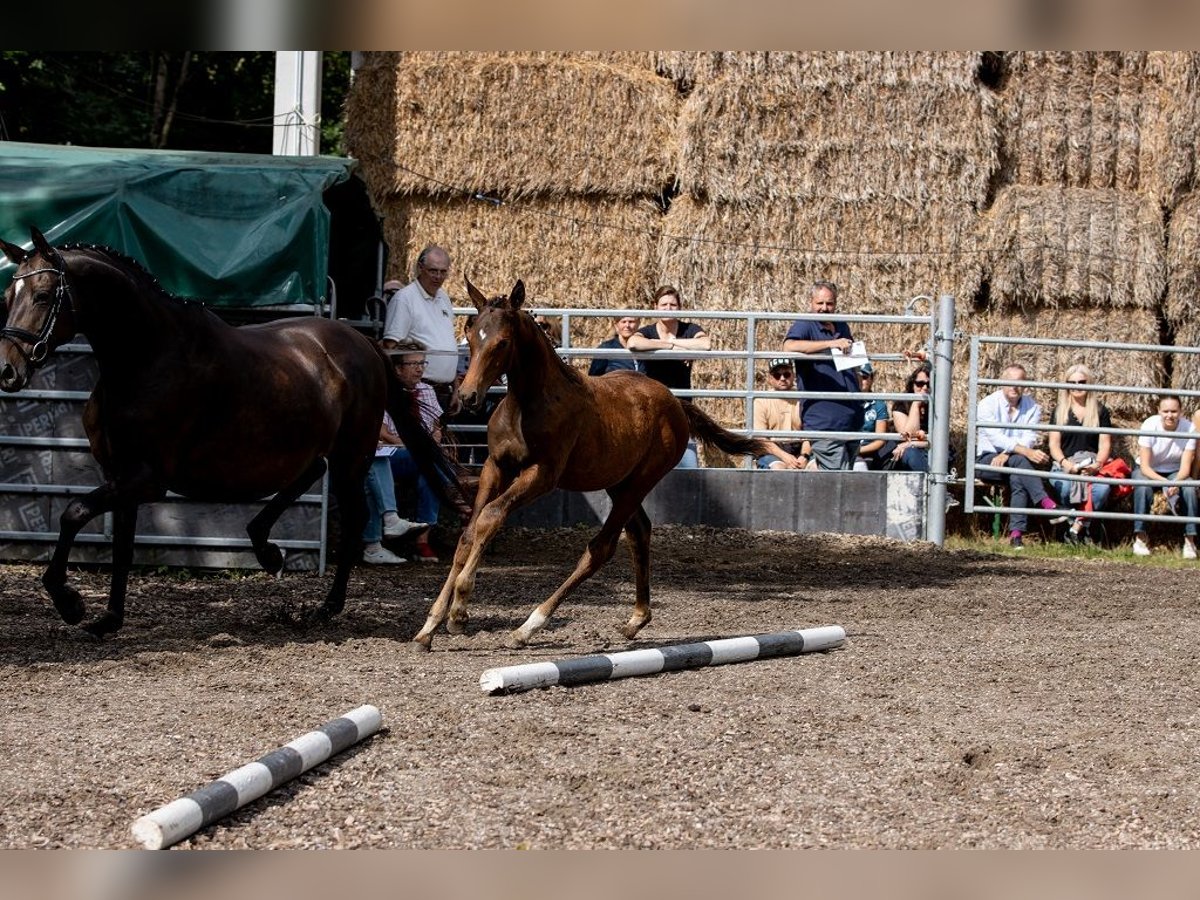 Trakehner Hengst 2 Jaar 168 cm Bruin in GünzburgGünzburg