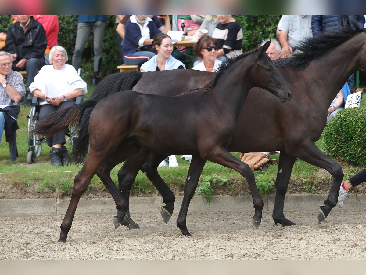 Trakehner Hengst 2 Jaar 168 cm Zwart in Syke