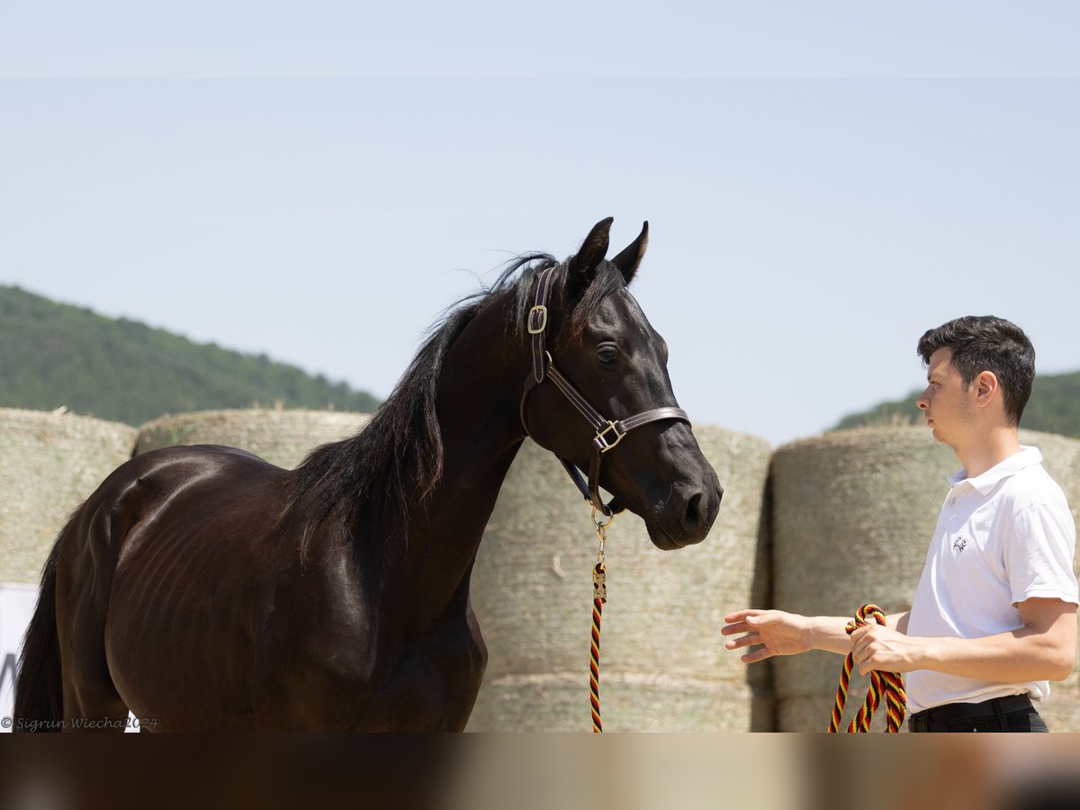 Trakehner Hengst 2 Jaar 168 cm Zwartbruin in Aytos