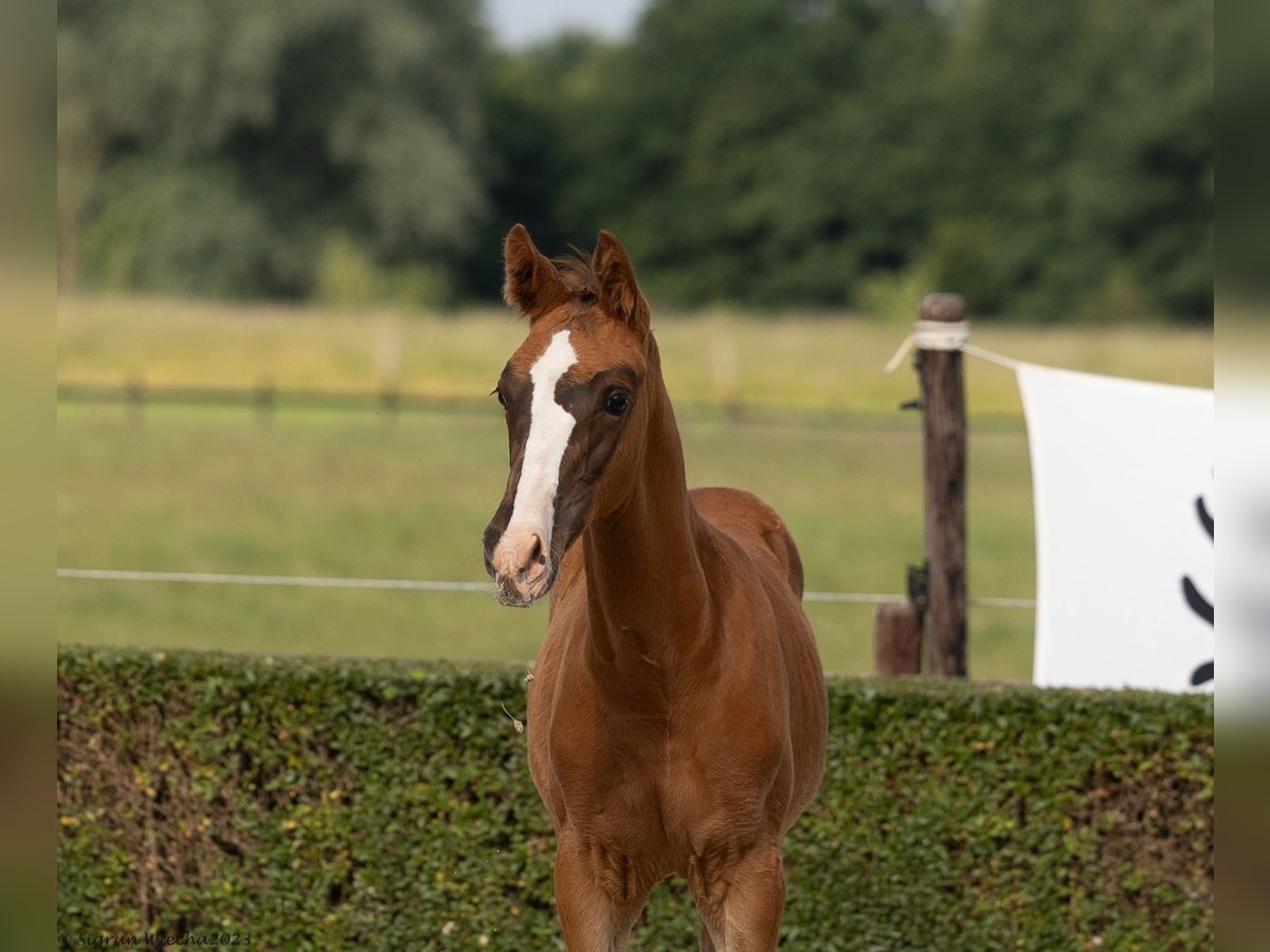 Trakehner Hengst 2 Jaar 170 cm Donkere-vos in Langerwehe