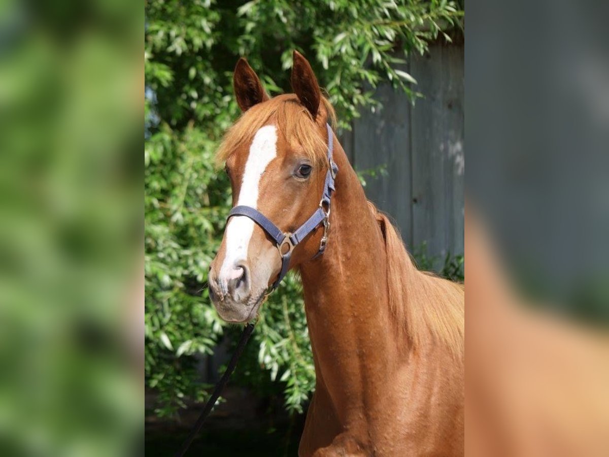 Trakehner Hengst 2 Jaar 170 cm Vos in Günzburg