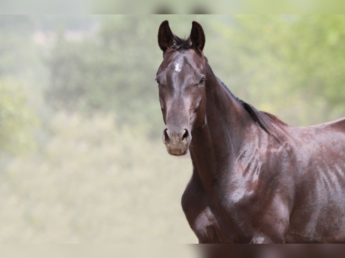 Trakehner Hengst 2 Jaar 170 cm Zwartbruin in Aytos