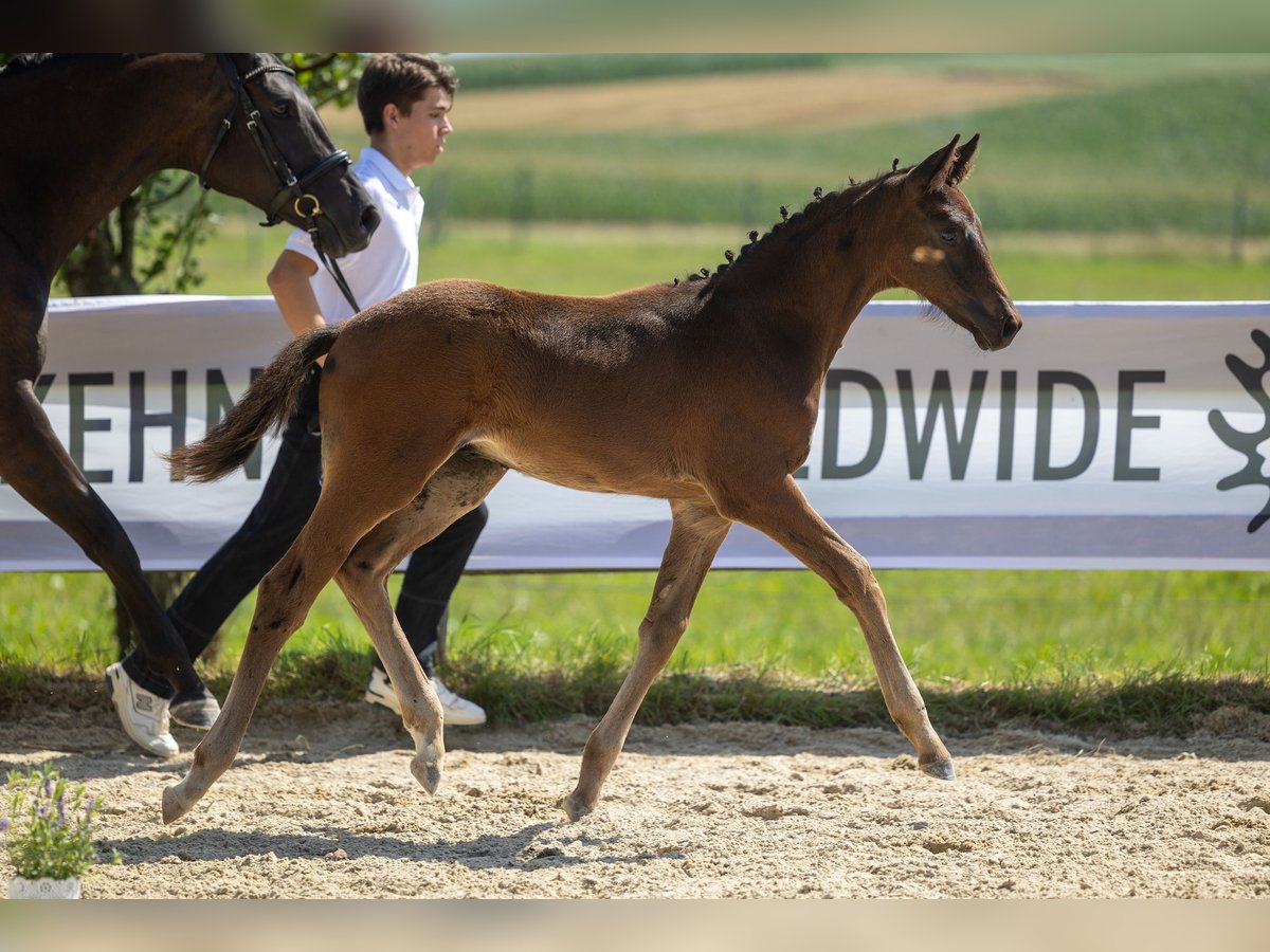 Trakehner Hengst 2 Jaar Donkerbruin in Gammelsdorf