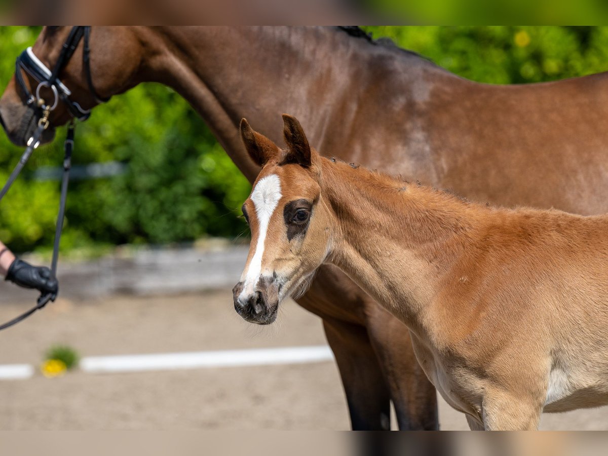 Trakehner Hengst 2 Jaar Vos in Kollmoor