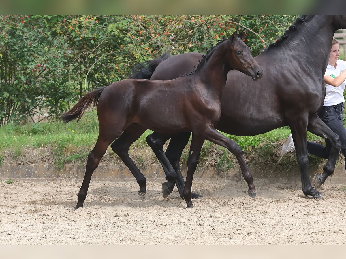 Trakehner Hengst 2 Jaar Zwart in Helmstorf-Kühren