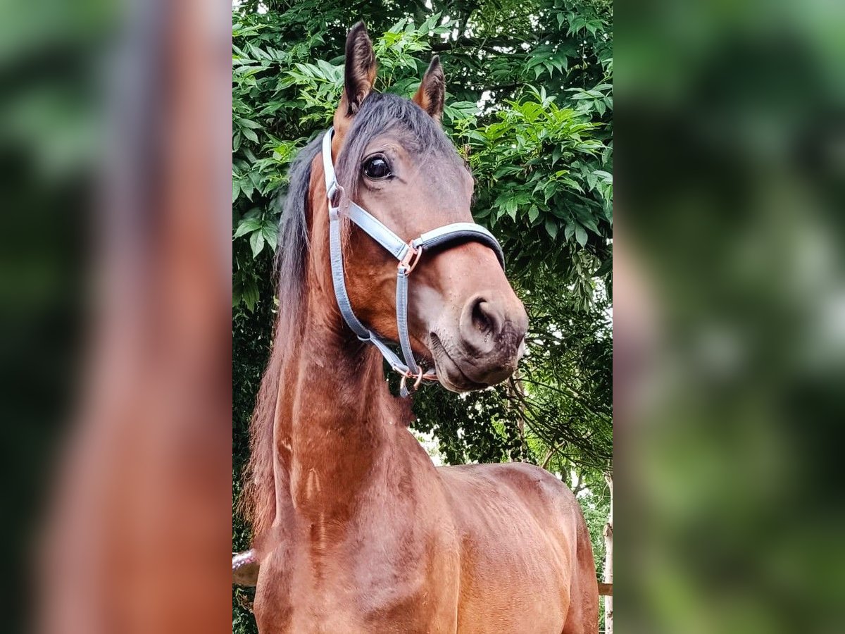 Trakehner Mix Hengst 2 Jahre 155 cm Brauner in Scheibenberg