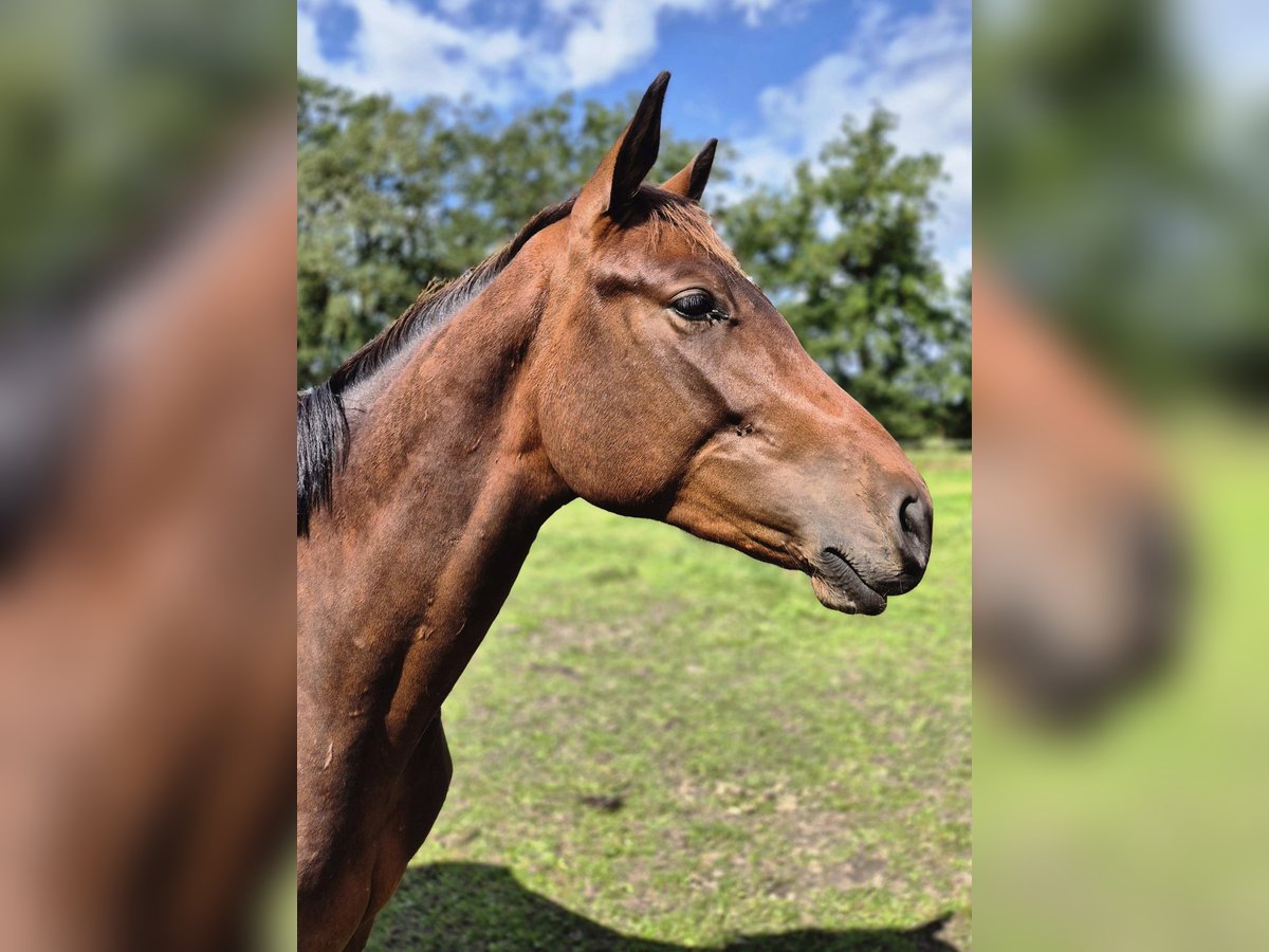 Trakehner Hengst 2 Jahre 160 cm Dunkelbrauner in L&#xF6;ningen