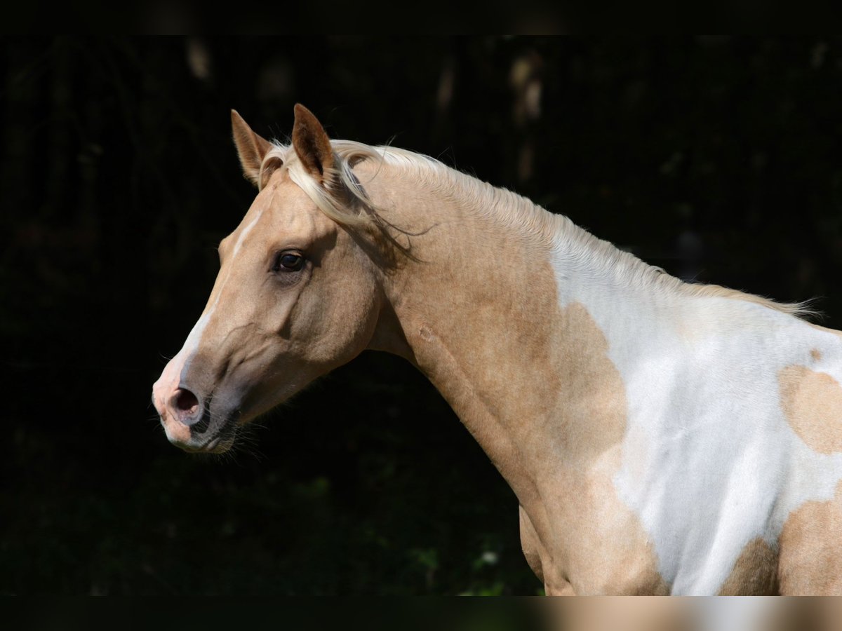 Trakehner Hengst 2 Jahre 164 cm Schecke in L&#xFC;dersdorf