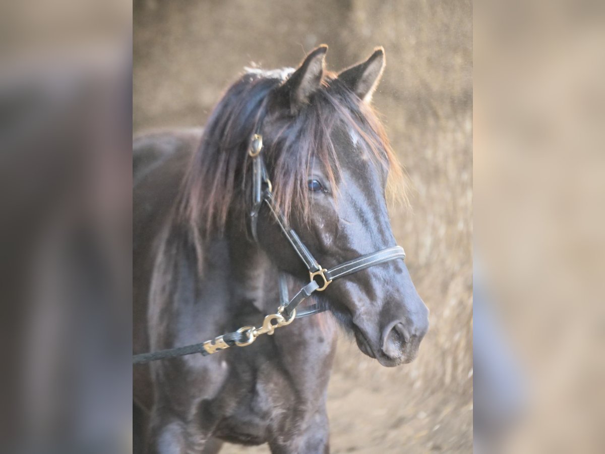 Trakehner Hengst 2 Jahre 165 cm Rappe in Günzburg