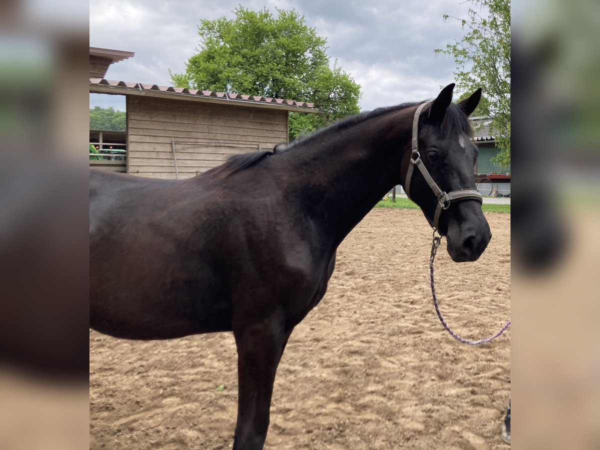 Trakehner Hengst 2 Jahre 165 cm Schwarzbrauner in Neunkirchen