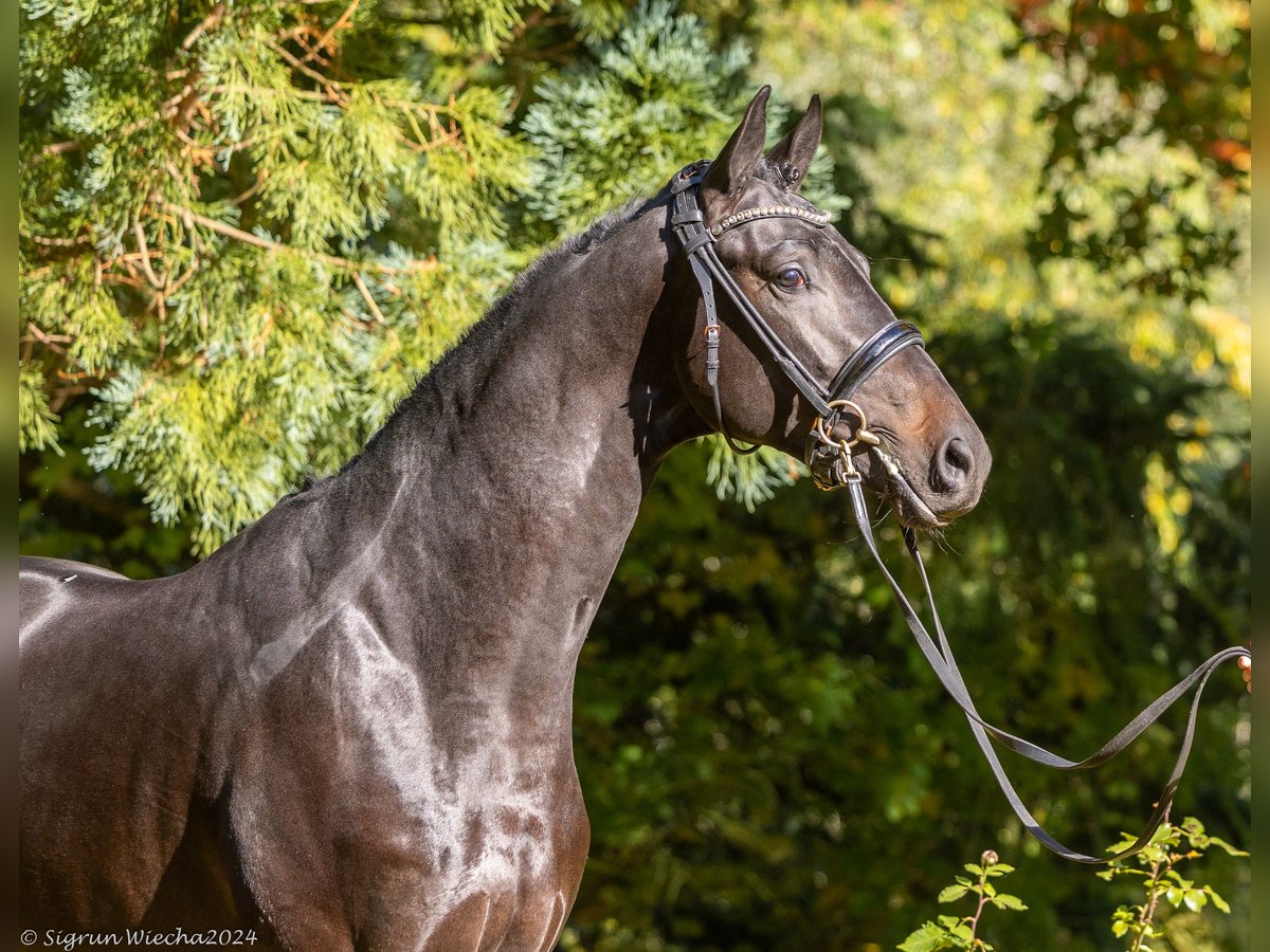 Trakehner Hengst 2 Jahre 167 cm Schwarzbrauner in Huje