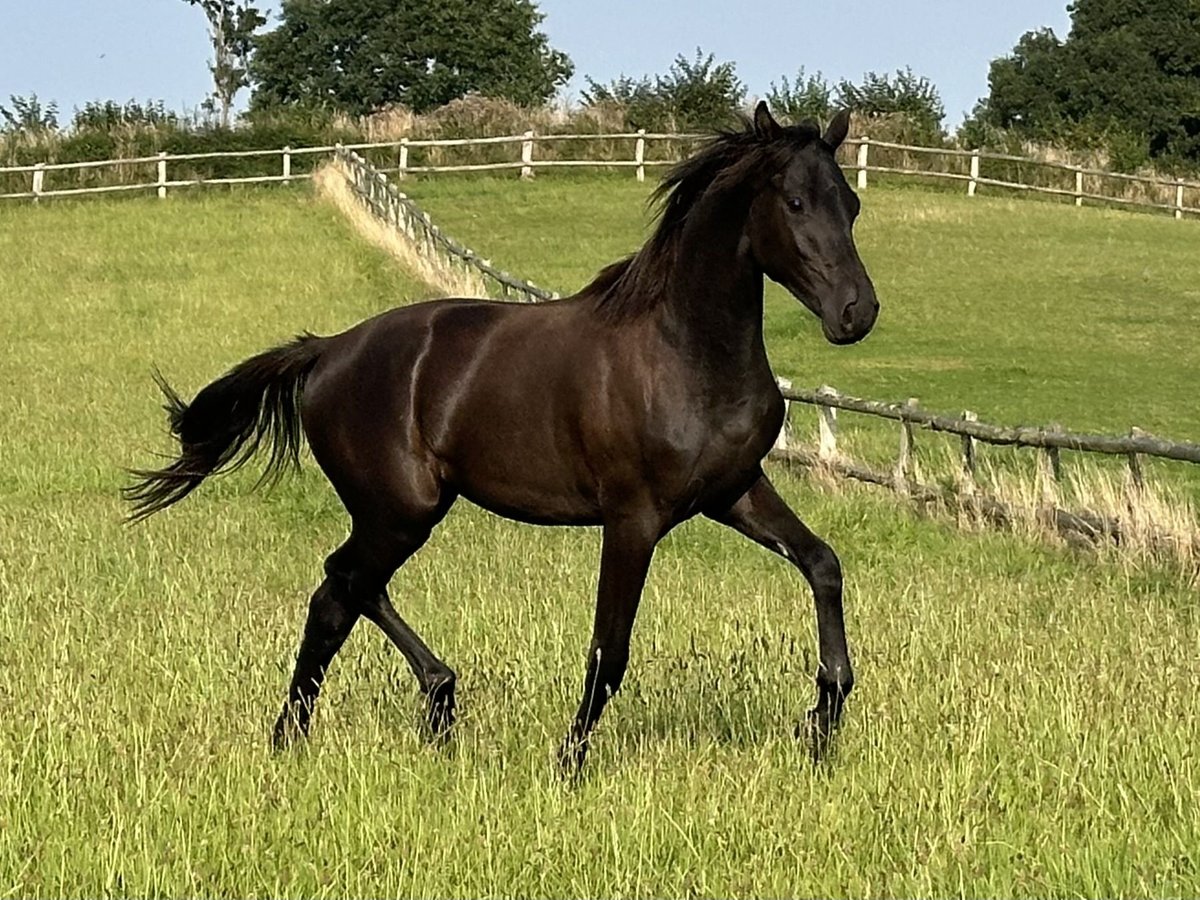 Trakehner Hengst 2 Jahre 168 cm Rappe in Behrensdorf