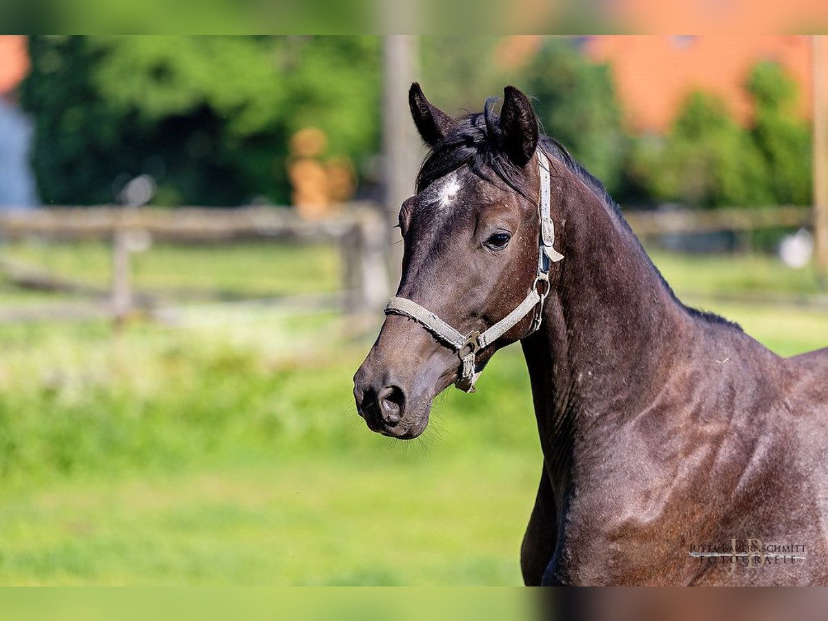 Trakehner Hengst 2 Jahre 170 cm Kann Schimmel werden in Denklingen