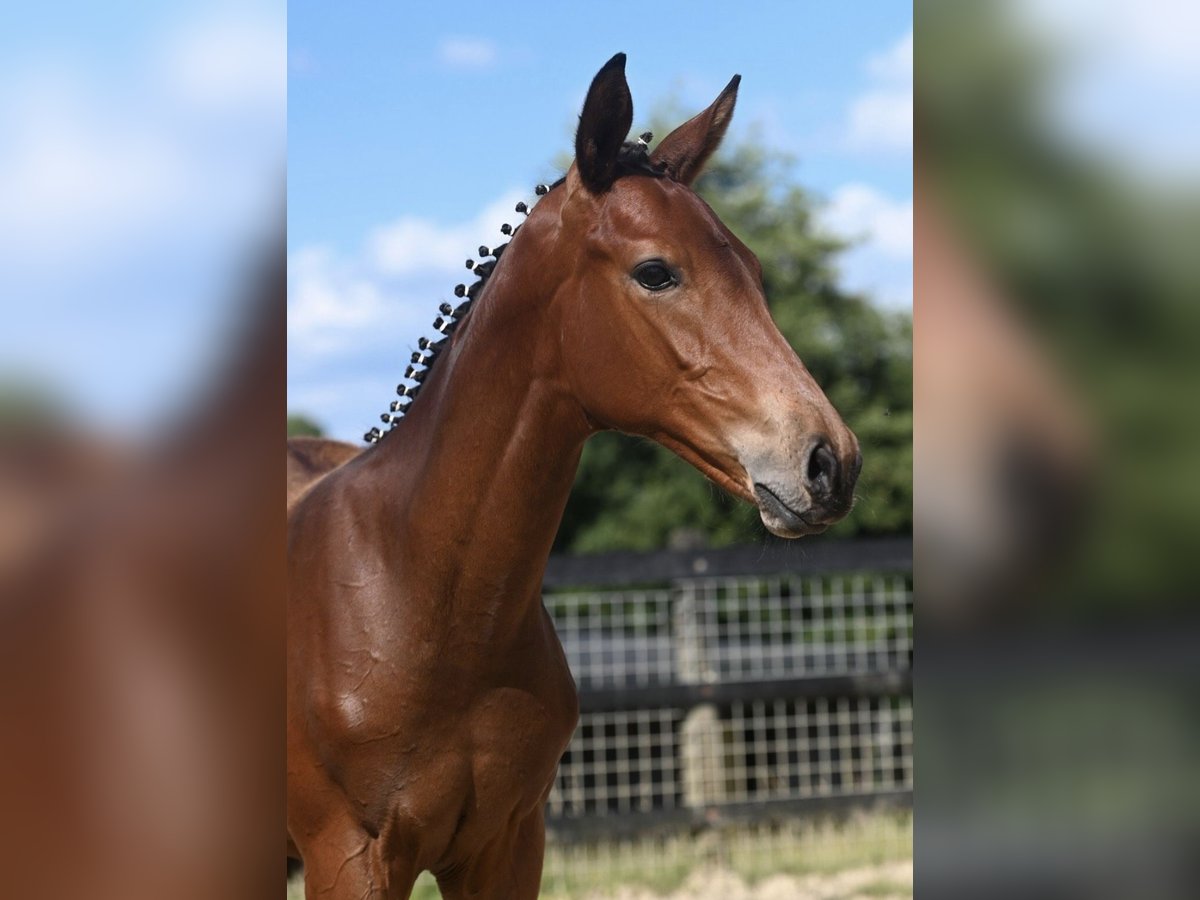Trakehner Hengst 2 Jahre 172 cm Brauner in H&#xF6;xter