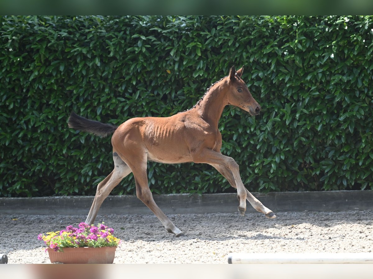 Trakehner Hengst 2 Jahre Brauner in Schwerte