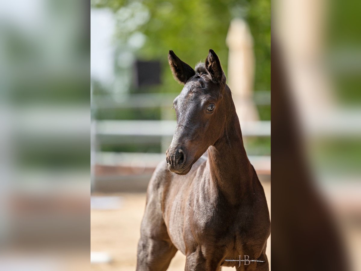 Trakehner Hengst 2 Jahre Rappe in Albig